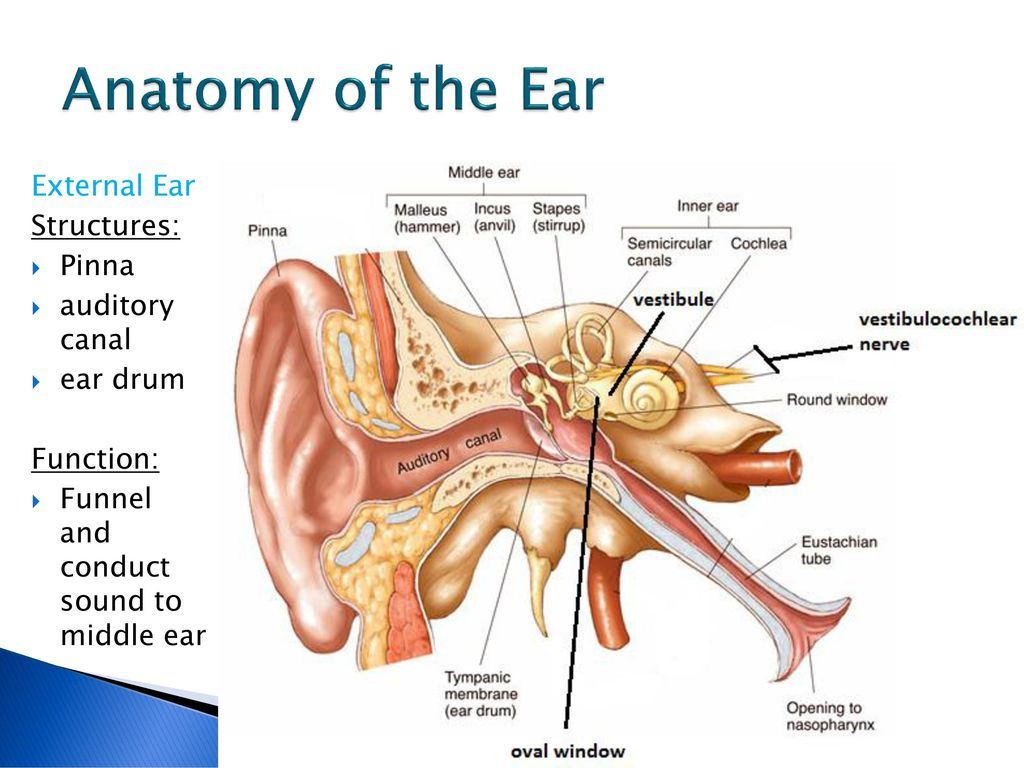 Inner Ear Diagram Inner Ear Diagram And Functions Wiring Diagram Web