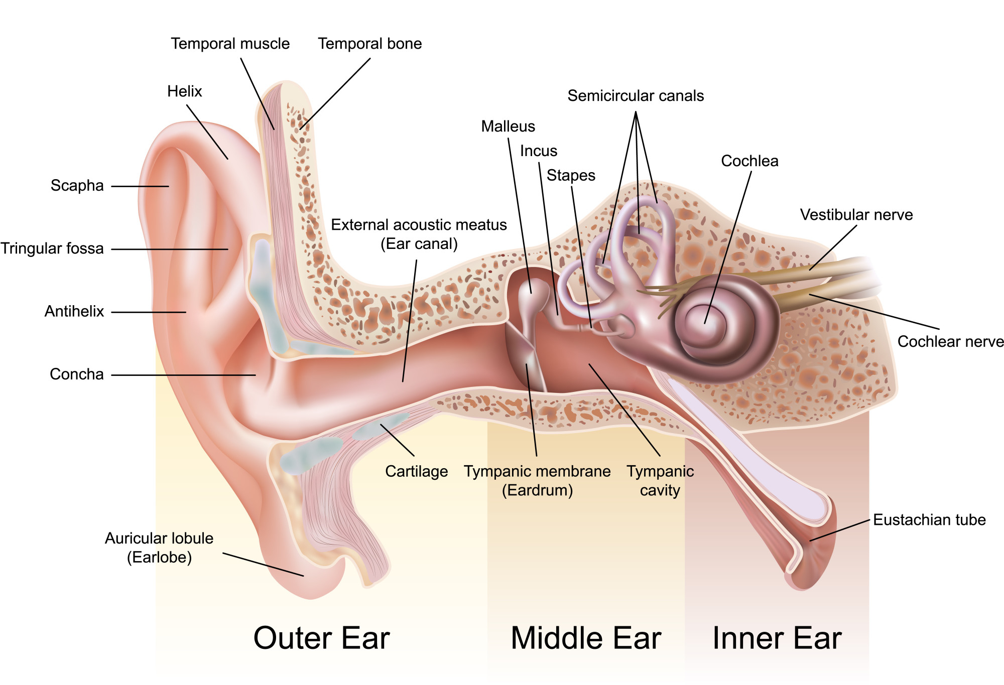Inner Ear Diagram Inner Ear Diagram E1457395197350