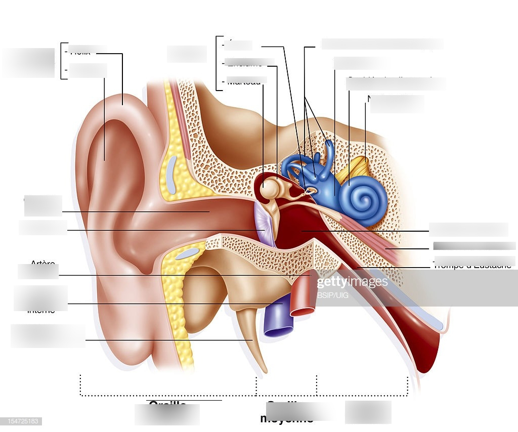 Inner Ear Diagram Inner Ear Diagram Quizlet