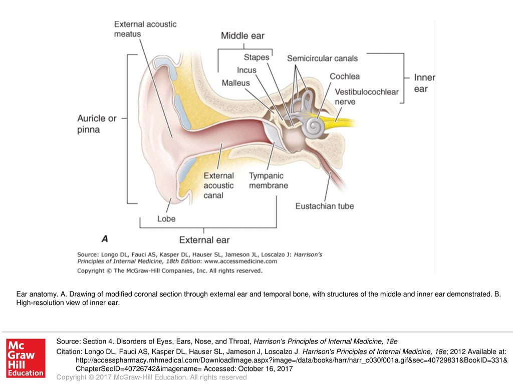 Inner Ear Diagram Inner Ear Drawing At Paintingvalley Explore Collection Of