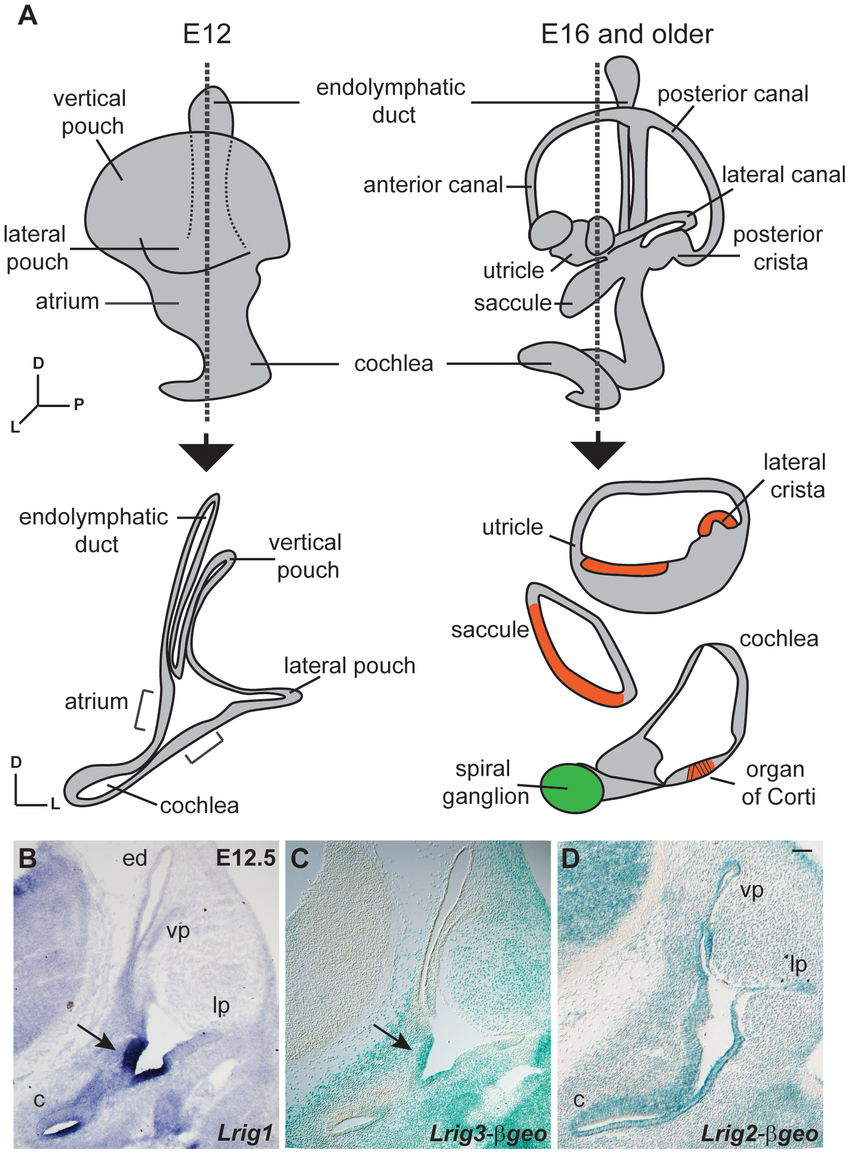 Inner Ear Diagram Lrigs Are Co Expressed In The Embryonic Inner Ear A Diagram Of