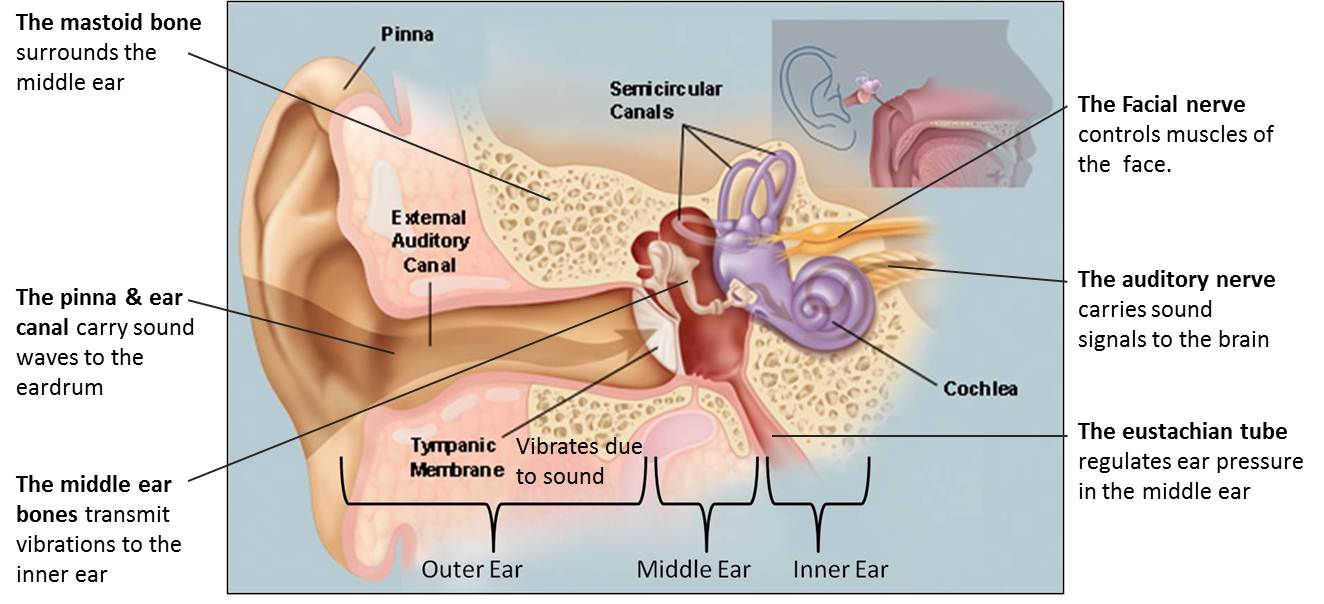 Inner Ear Diagram Middle Ear Surgery Glacier Ear Nose Throat Ent Clinic