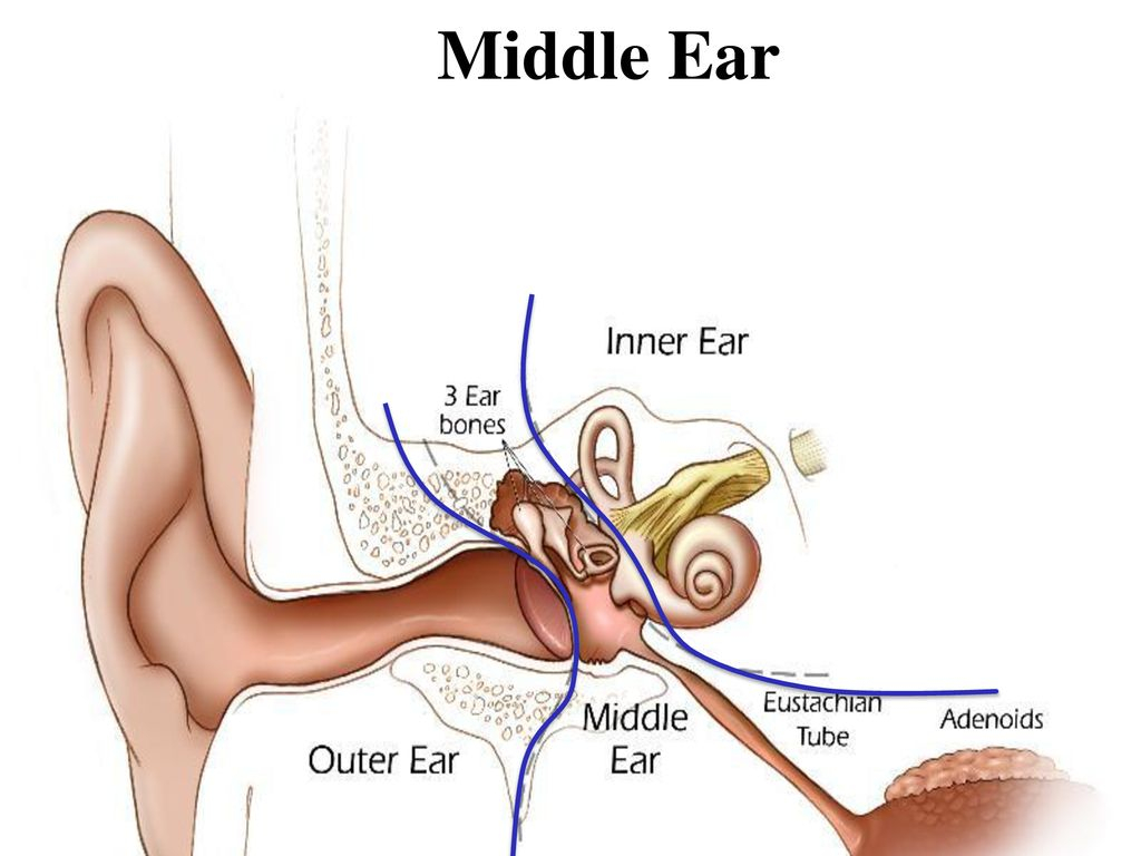 Inner Ear Diagram Notebook Check 1 And Ear Labeling Quiz On Friday Ppt Download