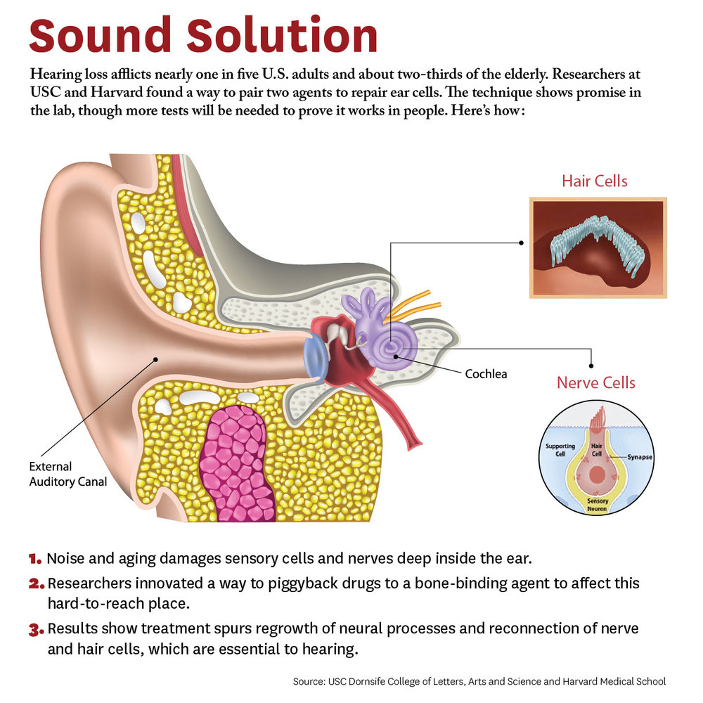 Inner Ear Diagram Novel Drug Delivery Method To The Inner Ear Hearing Health Foundation