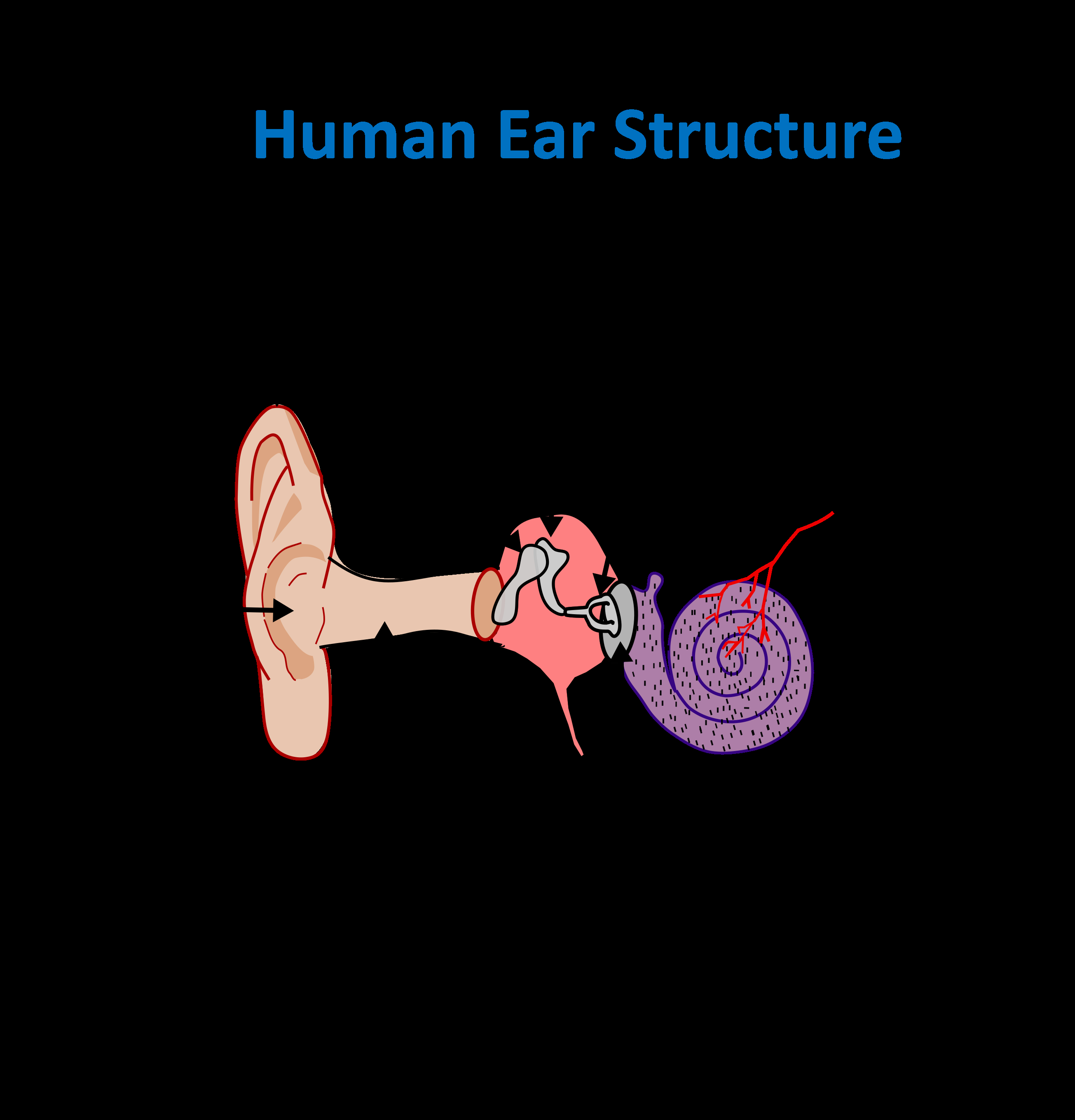 Inner Ear Diagram Structure And Function Of Human Ear With Diagram Teachoo