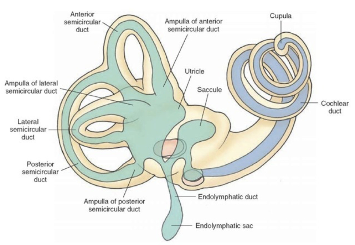 Inner Ear Diagram Vestibular Rehabilitation Therapy Canonteign Physio