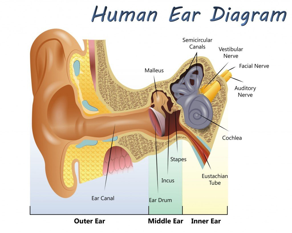 Inner Ear Diagram Why Do You Go Deaf When You Yawn Science Abc