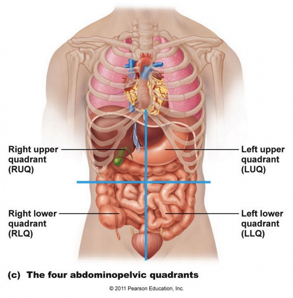 Internal Organs Diagram Anatomy Of The Internal Organs Of The Human Body