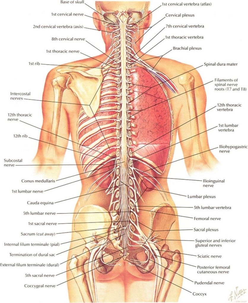 Internal Organs Diagram Diagram Of Internal Organs From The Back Electrical Wiring Diagram