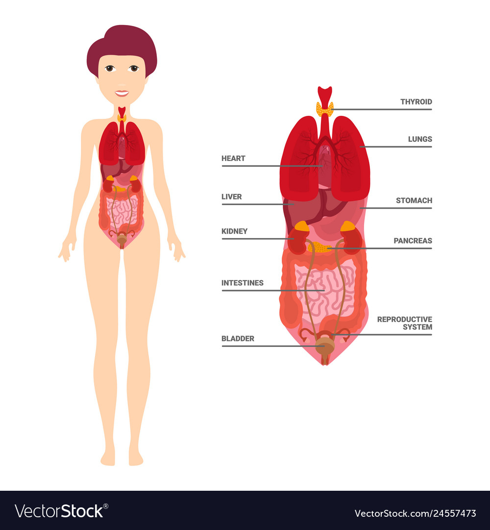 Internal Organs Diagram Female Human Anatomy Internal Organs Diagram