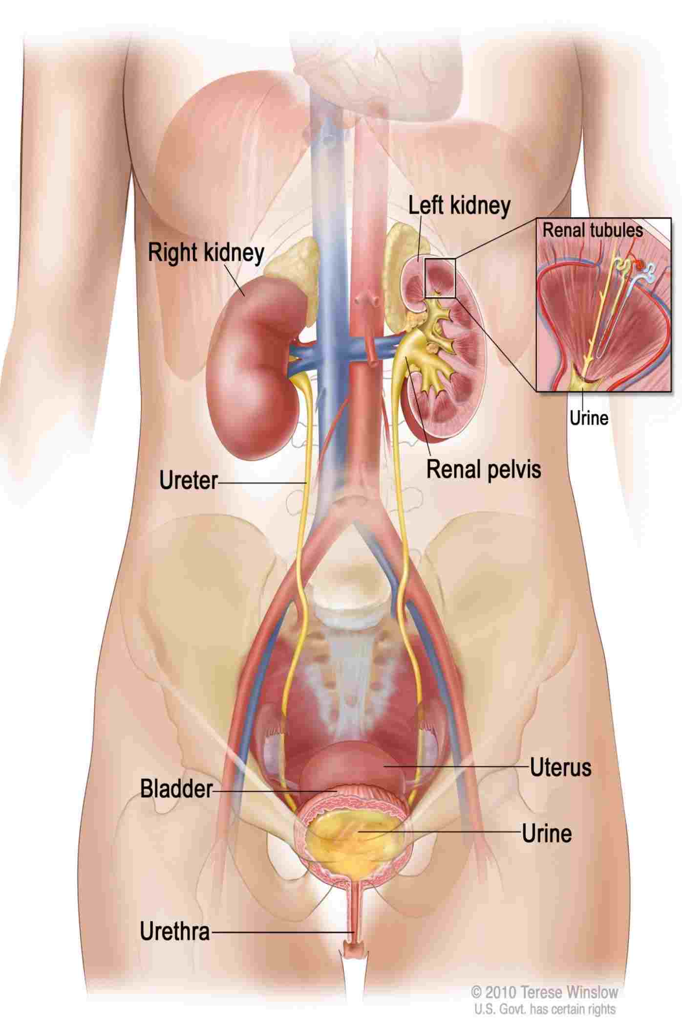 Internal Organs Diagram Female Organs Diagram Anatomy Anatomy Diagram Internal Organs