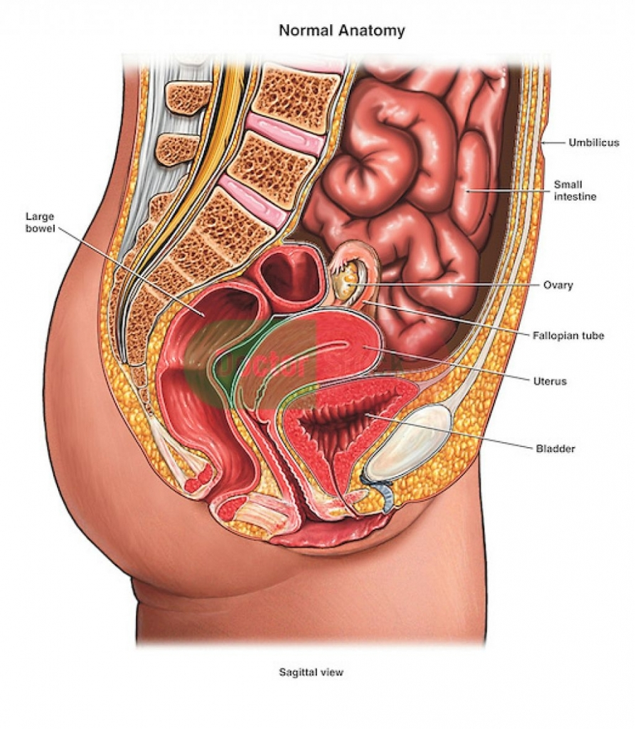 Internal Organs Diagram Human Anatomy Internal Organs Diagram Female Www Oustormcrowd Com