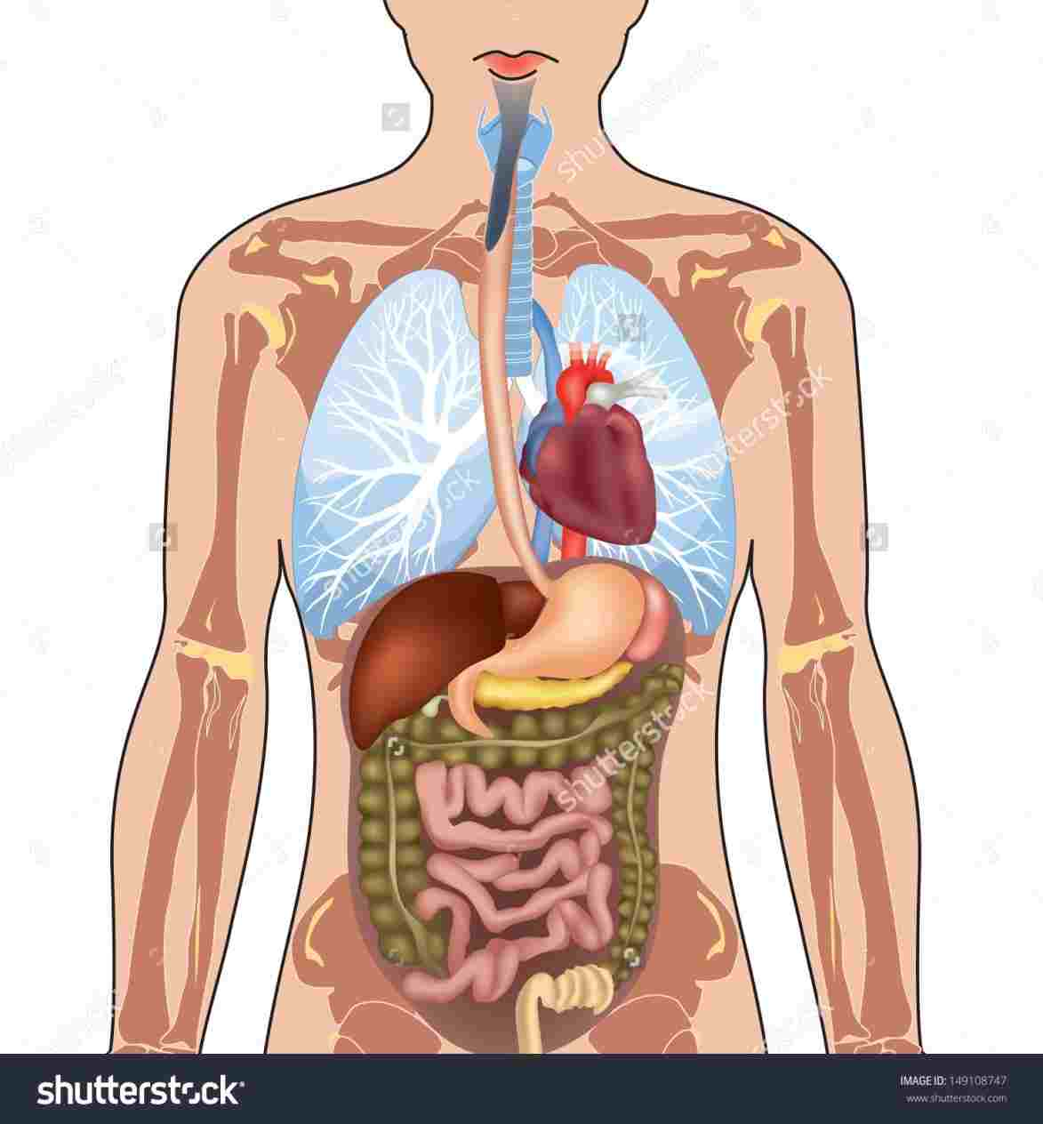 Internal Organs Diagram Human Diagram Of Internal Organs Diagram Of Anatomy
