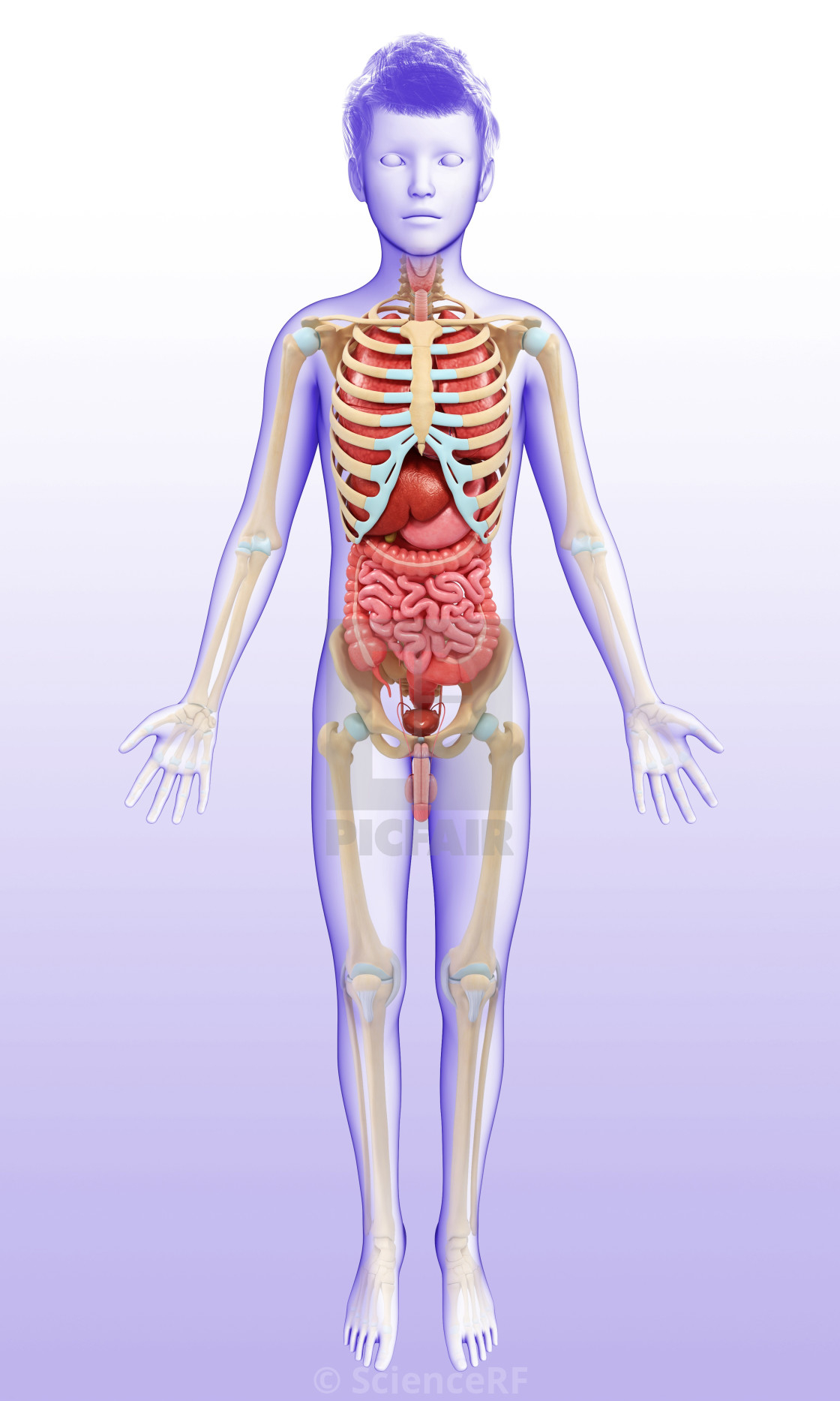 Internal Organs Diagram Human Internal Organs Illustration License Download Or Print For