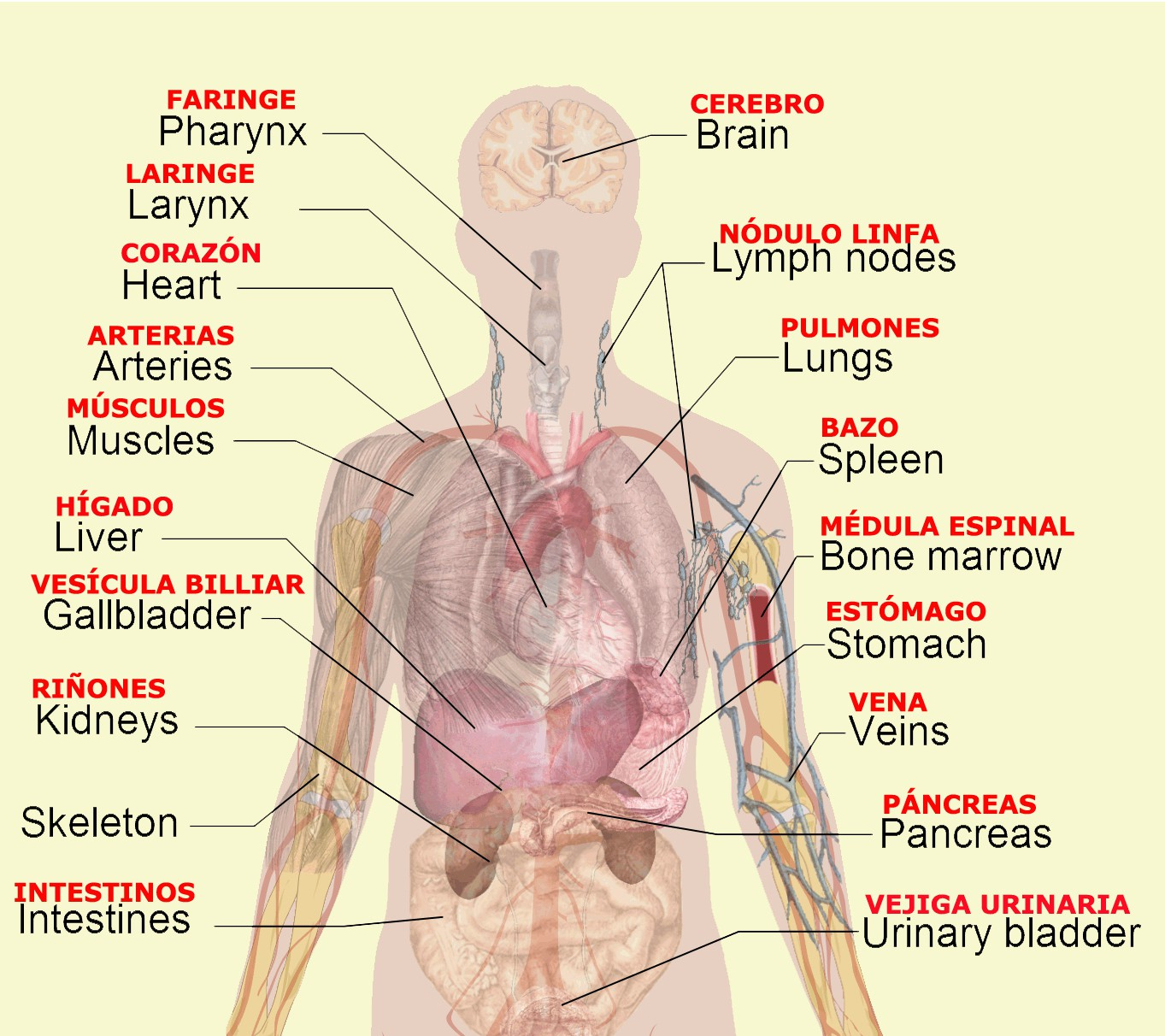 Internal Organs Diagram Internal Brain Diagram Best Of Liver Digestive System Fresh Body