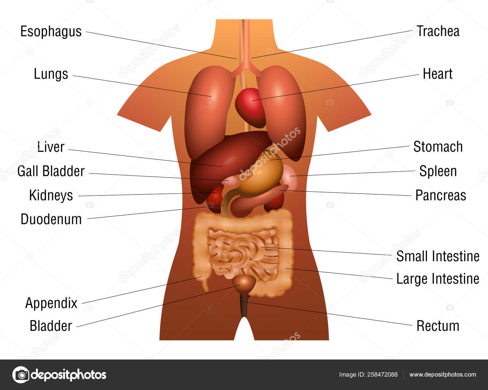 Internal Organs Diagram Internal Organs Chart Names 3d Human Anatomy