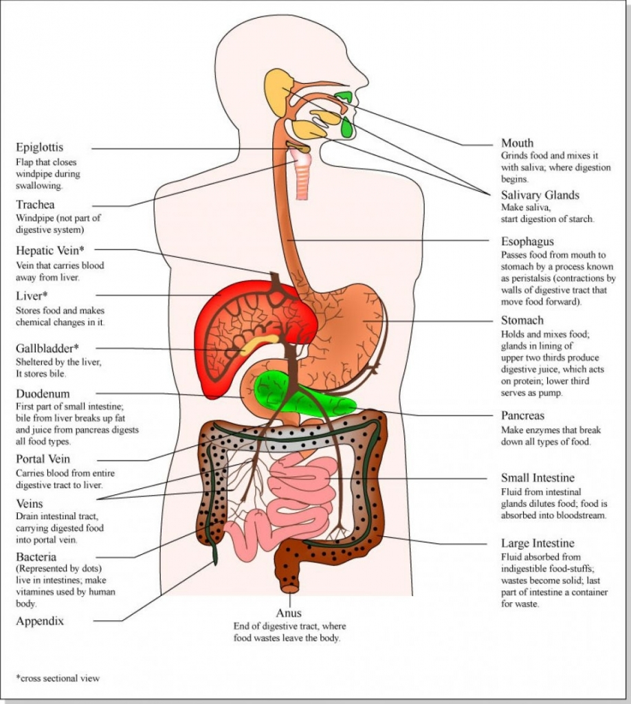 Internal Organs Diagram Internal Organs Of Human Body