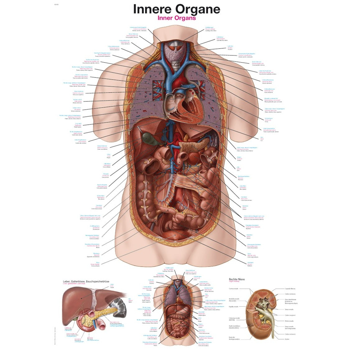 Internal Organs Diagram Internal Organs Poster
