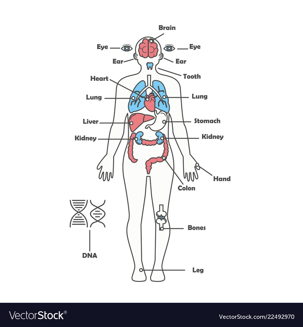 Internal Organs Diagram Male Human Anatomy Body Internal Organs