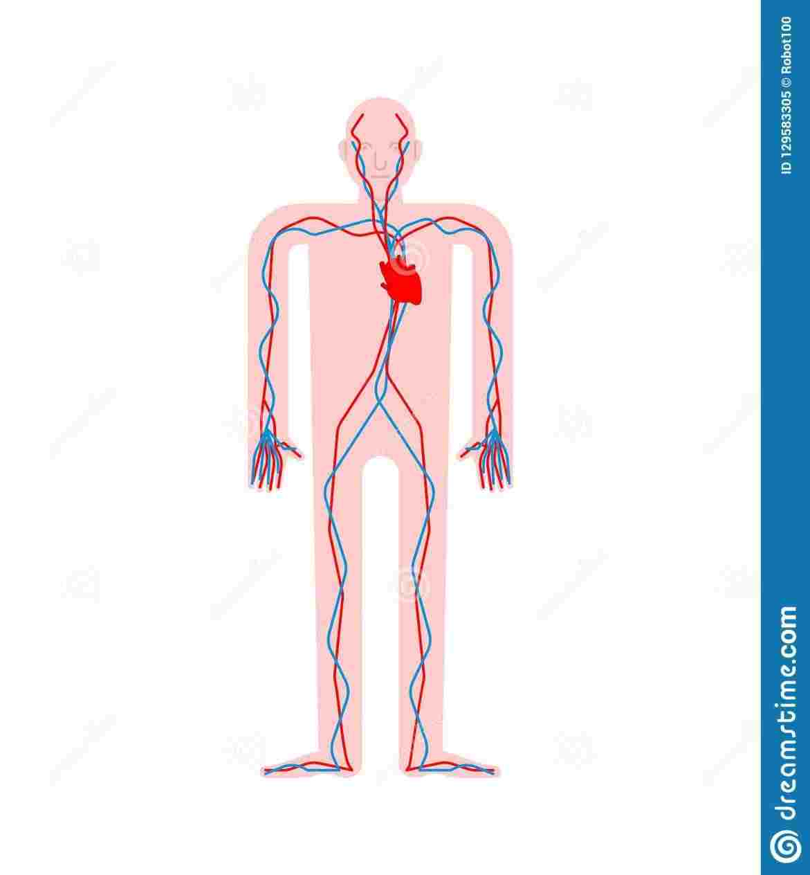 Internal Organs Diagram Organ Diagram Of Human Body Of Internal Organs Human Body Anatomy