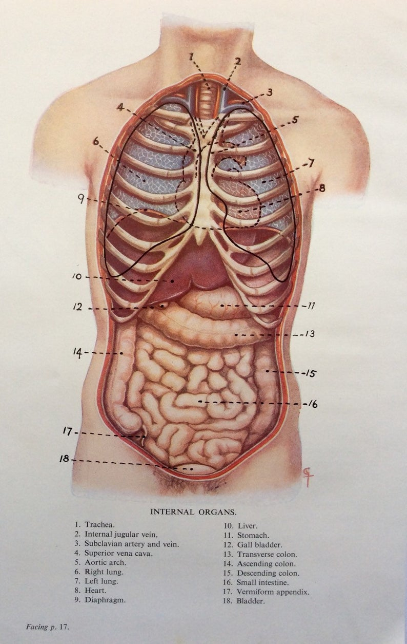 Internal Organs Diagram Original Vintage Human Anatomy Dissection 1924 Internal Organs Circulation Bookplate Print 1920s Medical Diagram