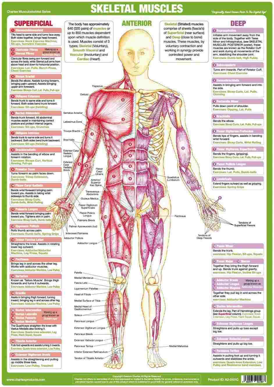 Internal Organs Diagram Womens Internal Organs Diagram Anatomy Body