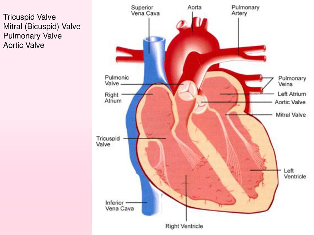 Labeled Heart Diagram 431 Heart Of The Matter Ppt Video Online Download
