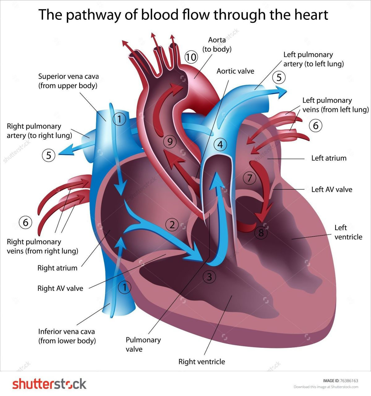 Labeled Heart Diagram Diagram Of Heart And Blood Flow Elegant The Heart Labeled Diagram