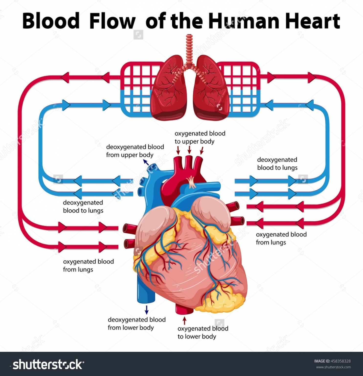 Labeled Heart Diagram Diagram Of The Lungs With Labeled Inspirational Heart Model Diagram
