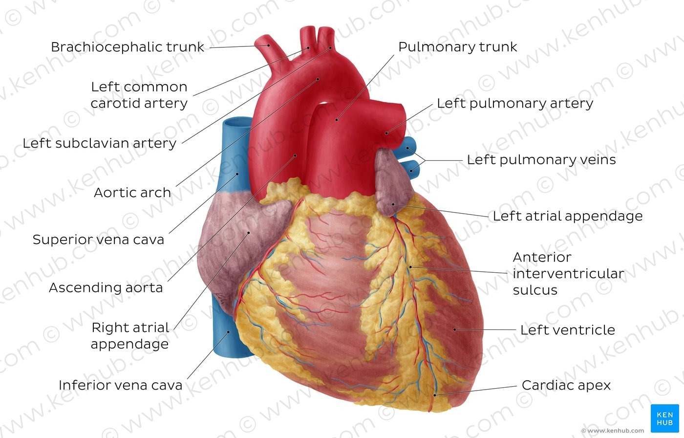 Labeled Heart Diagram Diagram Pictures Anterior View Of The Heart Anatomy Kenhub
