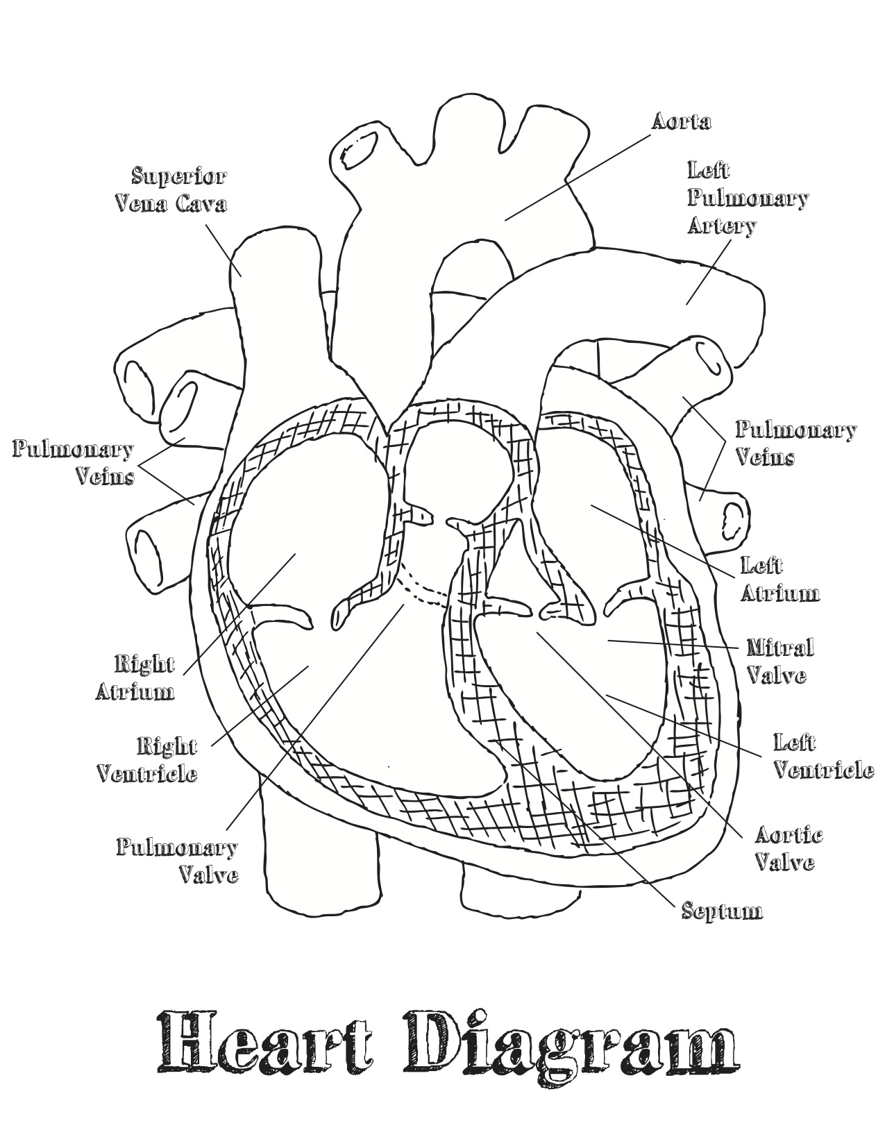 Labeled Heart Diagram Free Blank Heart Diagram Download Free Clip Art Free Clip Art On