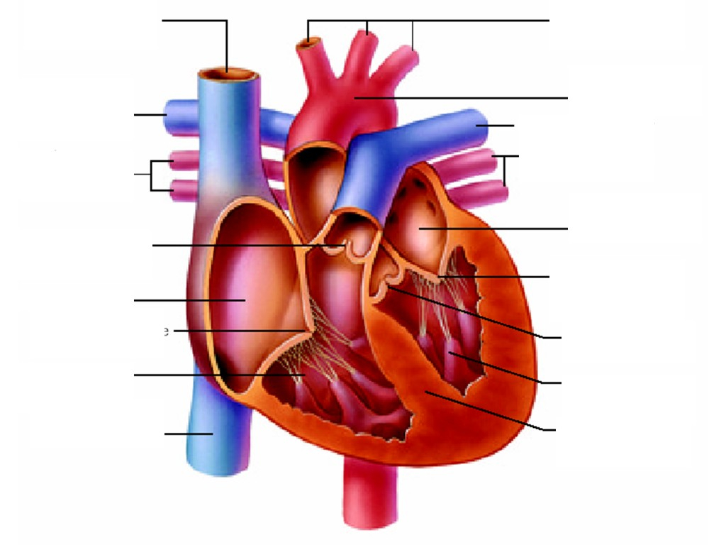 Labeled Heart Diagram Free Unlabelled Diagram Of The Heart Download Free Clip Art Free