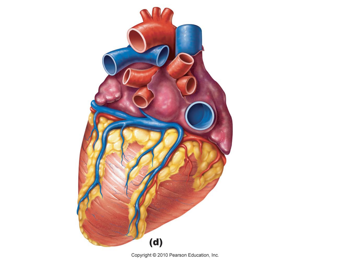 Labeled Heart Diagram Free Unlabelled Diagram Of The Heart Download Free Clip Art Free