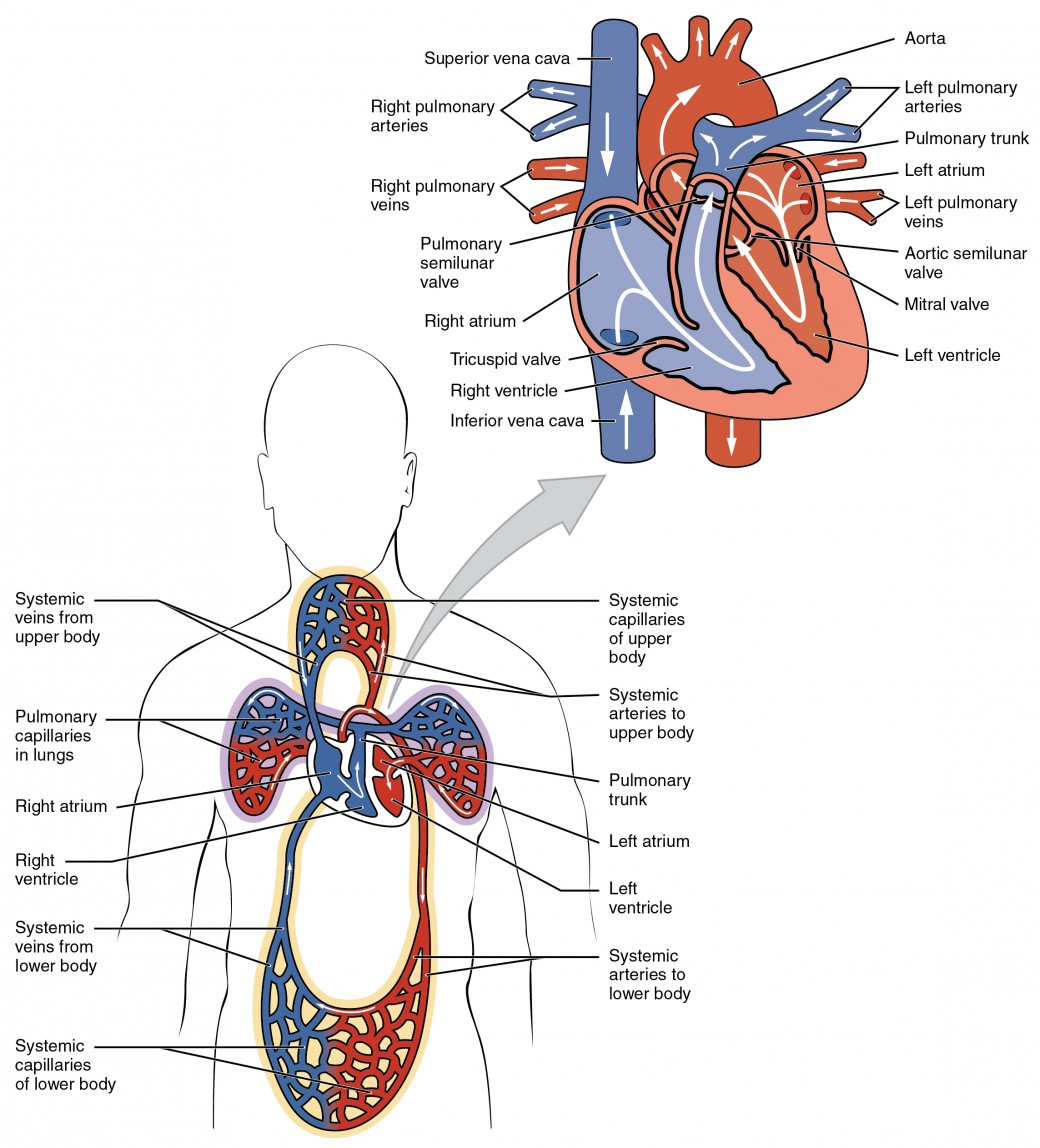 Labeled Heart Diagram Heart Anatomy Anatomy And Physiology Ii