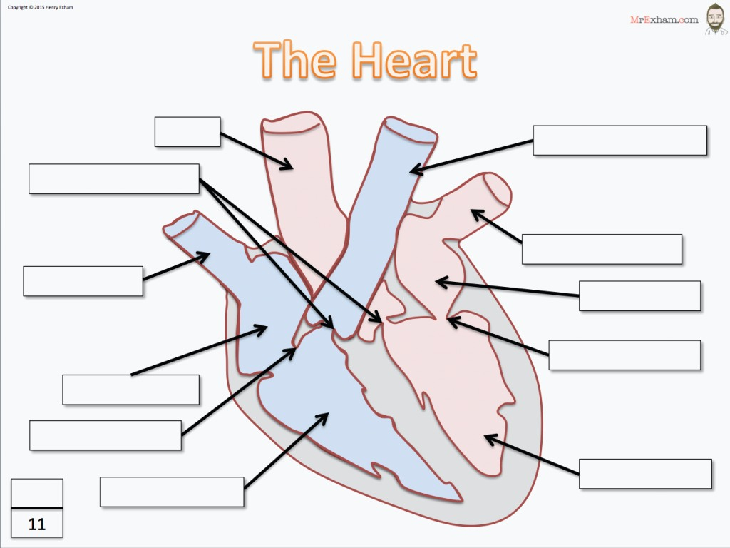 Labeled Heart Diagram Heart Diagrams With Label Diagram Body Anatomy For Anatomy Of Heart