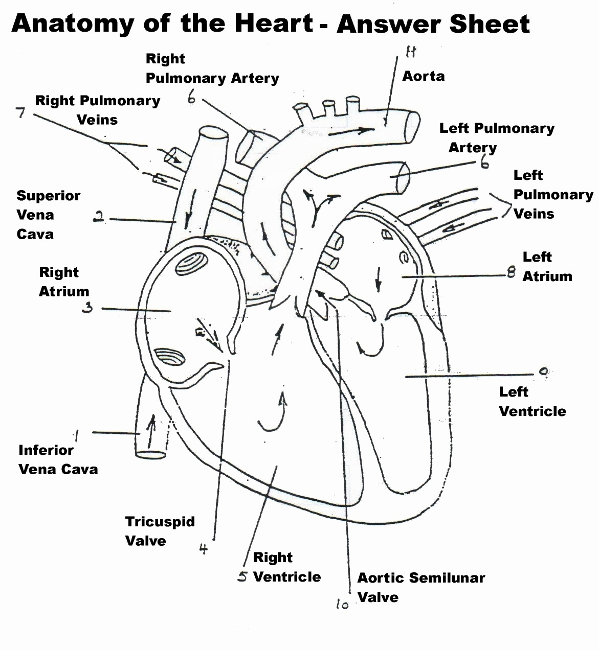 Labeled Heart Diagram Printable Diagram Of The Heart Insightsonline