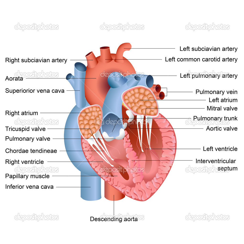 Labeled Heart Diagram The Heart Labeled Diagram In Detail Elegant Labeled Diagrams Of The