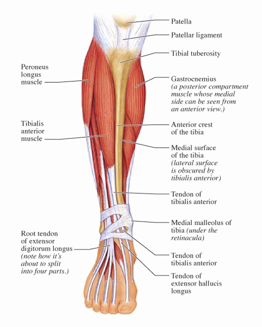 Leg Muscle Diagram 50 New Anatomy Of Leg Muscle Tocacity