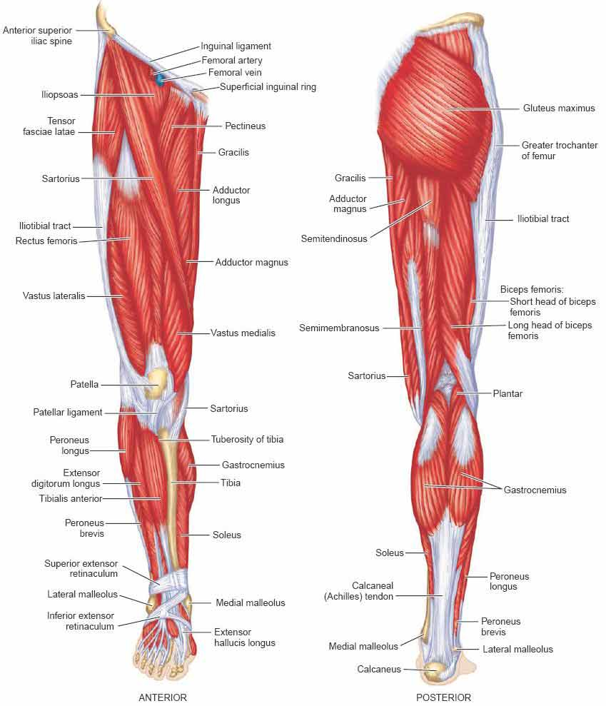 Leg Muscle Diagram Anterior View And Posterior View Of The Human Leg Muscles Anatomy