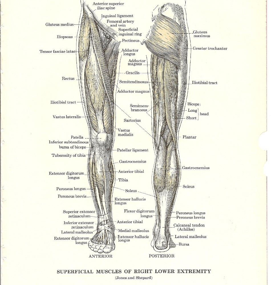 Leg Muscle Diagram Calf Muscles Diagram Beautiful Lower Calf Diagram Electrical