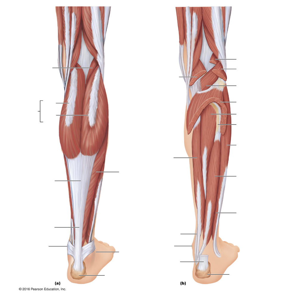 Leg Muscle Diagram Chapter 13 Posterior Leg Muscles Diagram Quizlet