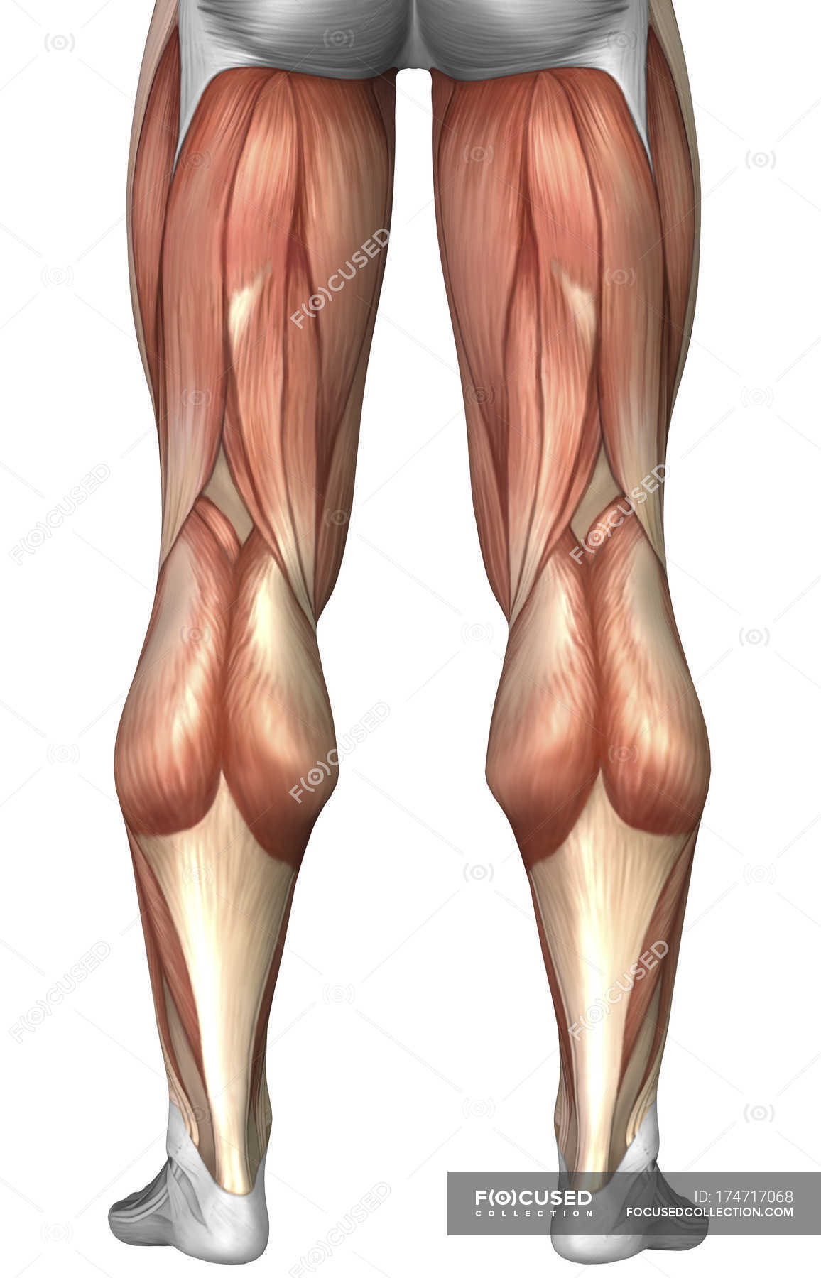 Leg Muscle Diagram Diagram Illustrating Muscle Groups On Back Of Human Legs Rear View