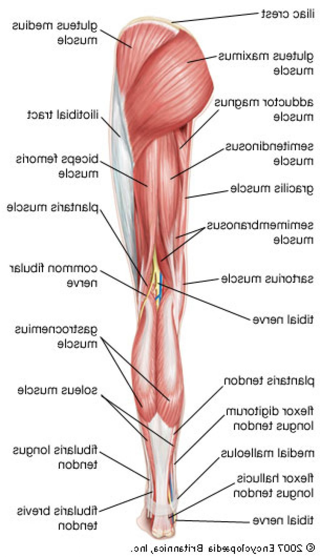 Leg Muscle Diagram Diagram Of The Muscles In The Leg Muscle Leg Anatomy Human Leg