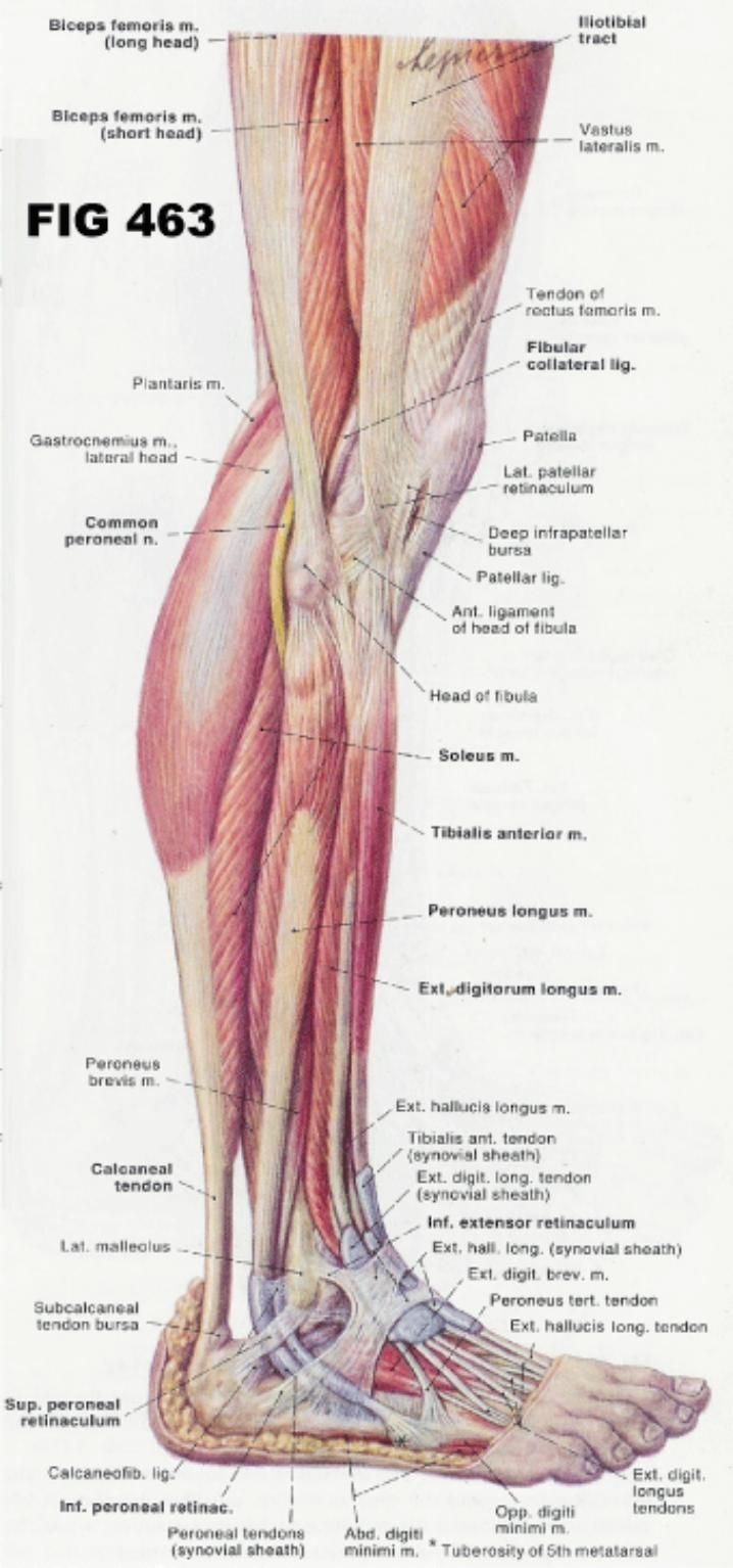 Leg Muscle Diagram Diagram Of Thigh Tendons Wiring Diagram Project