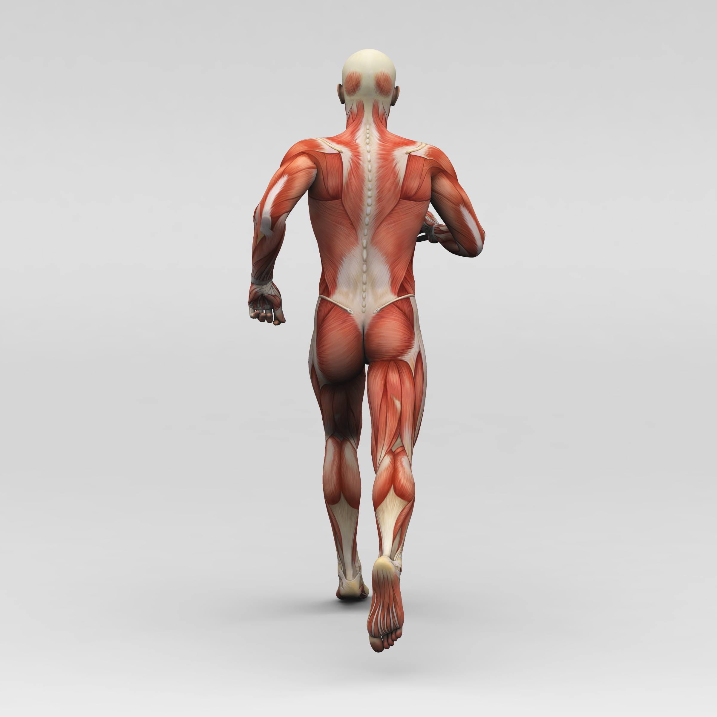 Leg Muscle Diagram Hamstring Muscles