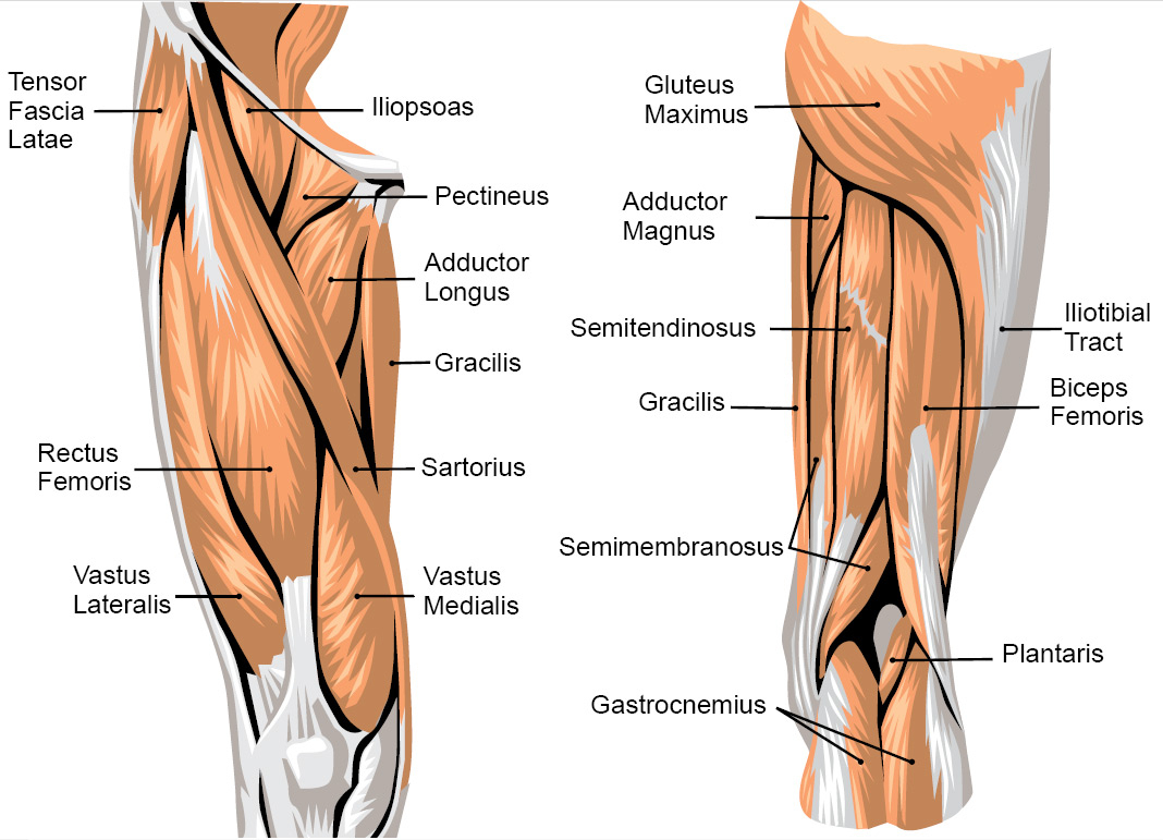 Leg Muscle Diagram Leg Muscle Anatomy Posterior Leg Muscles Diagram Photo Album