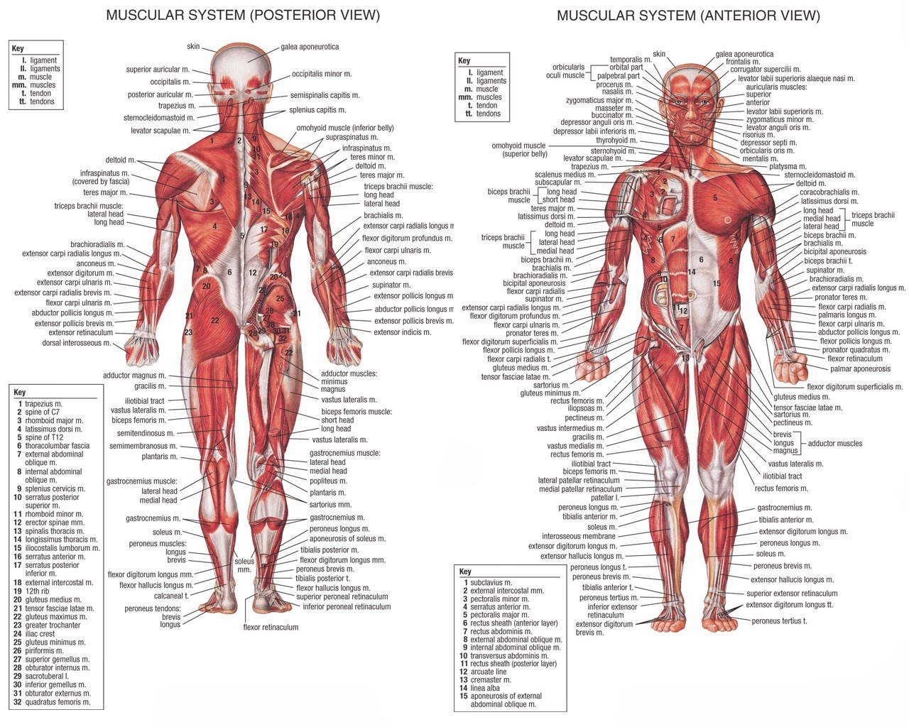 Leg Muscle Diagram Leg Muscles Diagram Labeled Lovely Muscle Man Diagram Label Car
