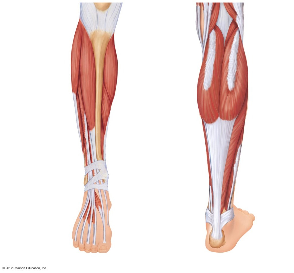 Leg Muscle Diagram Leg Muscles Diagram Quizlet