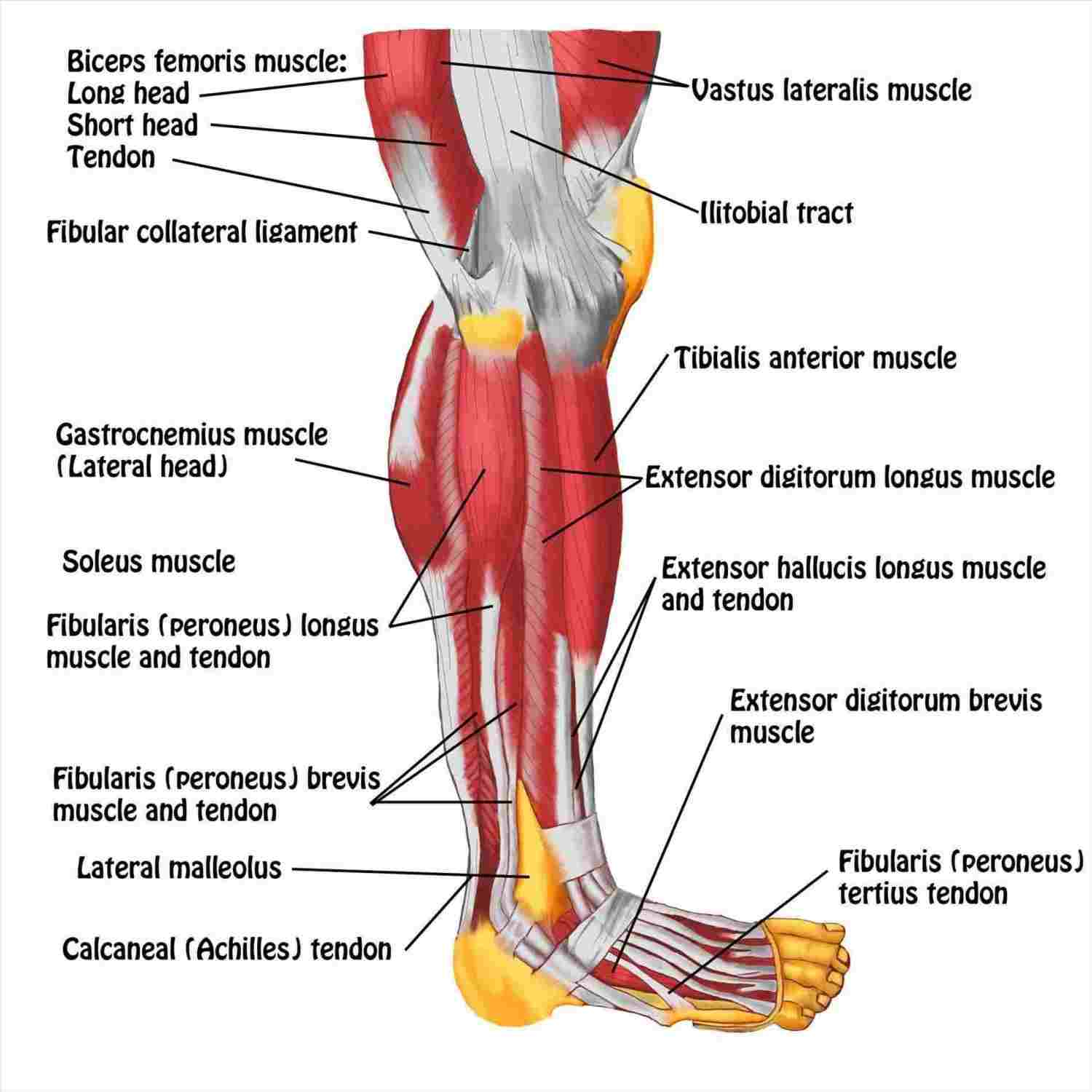 Leg Muscle Diagram Muscle Anatomy Back Of Leg Labeled Diagram Of Anatomy