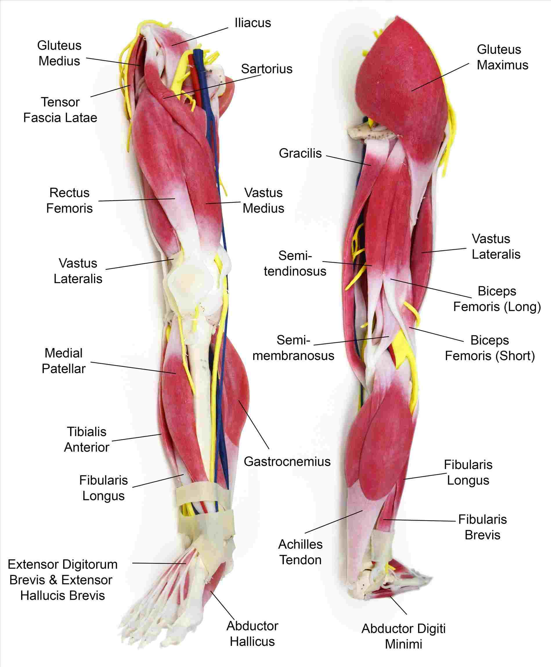 Leg Muscle Diagram Muscle Anatomy Diagram Leg Labeled Diagram Of Anatomy
